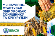 У «НІБУЛОНі» стартував збір урожаю соняшнику та кукурудзи