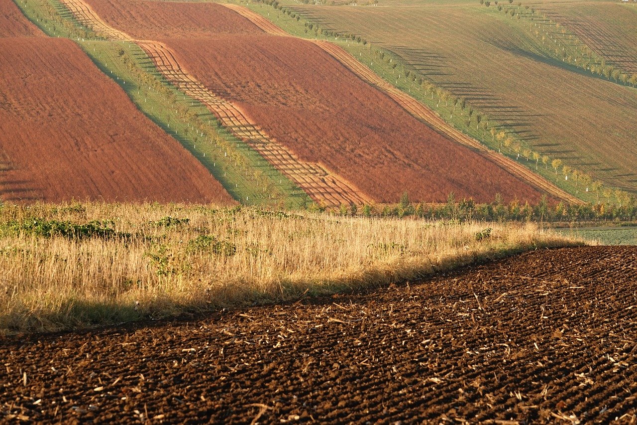 Українські аграрії вже засіяли 96% озимих культур від прогнозованих площ