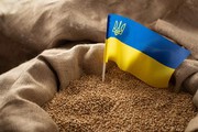 Експортний сезон 2024/25: скільки Україна прогнозує продати зернових та олійних