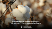 Уряд надасть допомогу фермерам на вирощування бавовнику