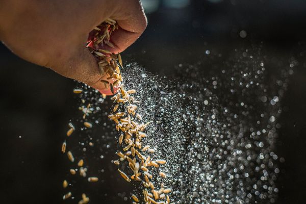 Аграрії засіяли вже 3,2 млн га ярих зернових та зернобобових культур