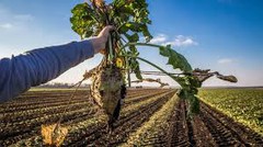 Квоти ЄС змушують Україну скоротити посіви цукрових буряків
