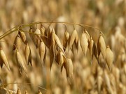 Україна може збільшити врожай зернових на 20 млн т завдяки селекції — Леонід Козаченко