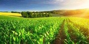 Уряд запроваджує процедуру державної реєстрації ГМО
