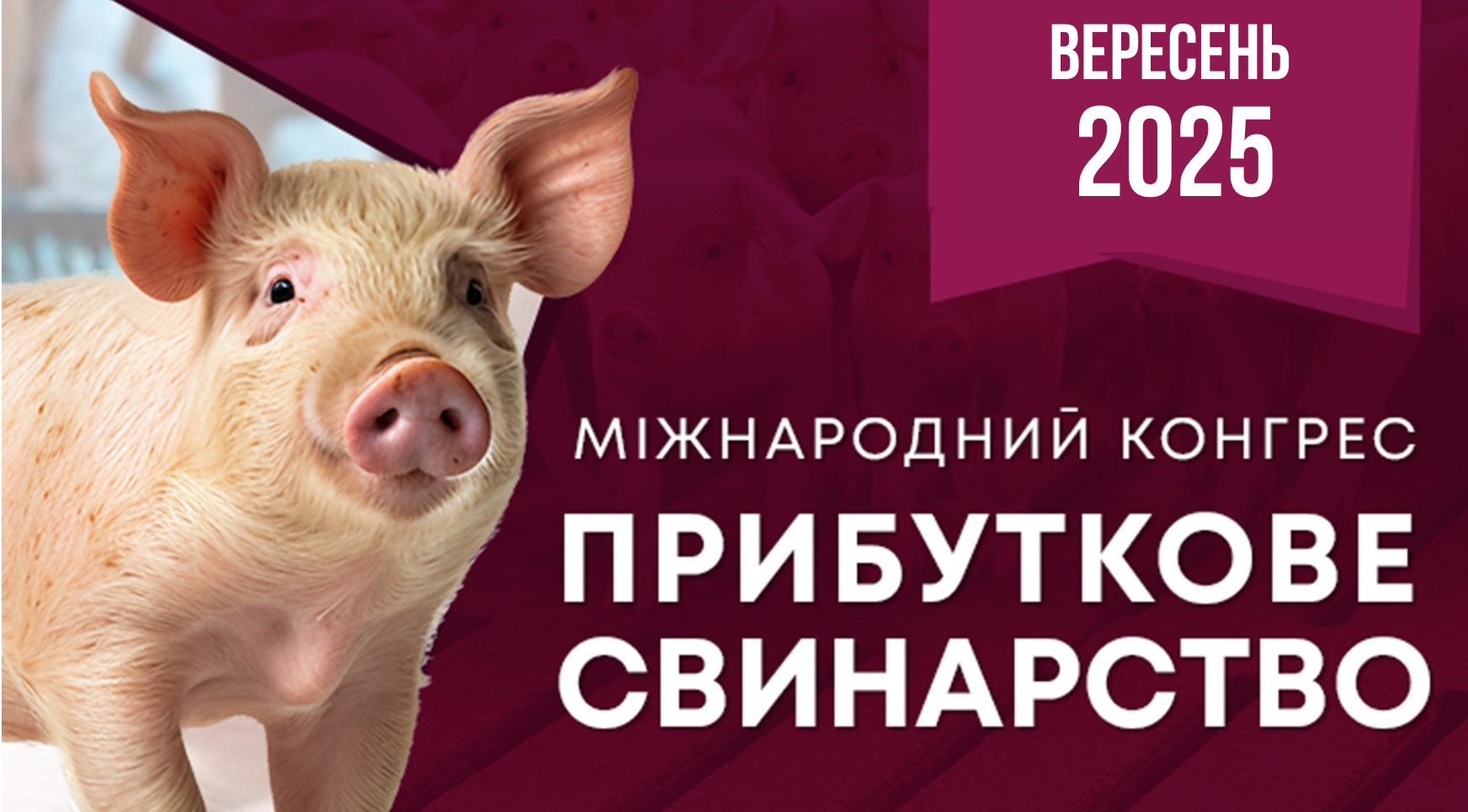 Як вберегти стадо: фокус на здоров’ї та ветеринарії — у рамках Конгресу «Прибуткове свинарство»