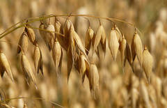 USDA погіршило прогноз урожаю вівса та жита в Україні