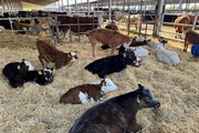 Аграріям, які побудували чи реконструювали тваринницькі ферми, відшкодують витрати до кінця 2025 р.