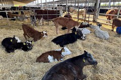 Аграріям, які побудували чи реконструювали тваринницькі ферми, відшкодують витрати до кінця 2025 р.