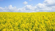 Зеленський підписав закон про запровадження 10% мита на експорт насіння сої та ріпаку