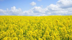 Зеленський підписав закон про запровадження 10% мита на експорт насіння сої та ріпаку