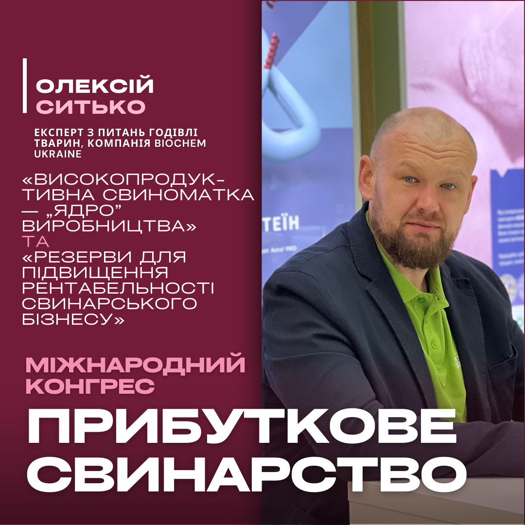 Годівля як інструмент прибутковості: як оптимізувати раціони для свиноматок і поросят