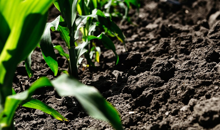 Спад площ під кукурудзою продовжується в Німеччині