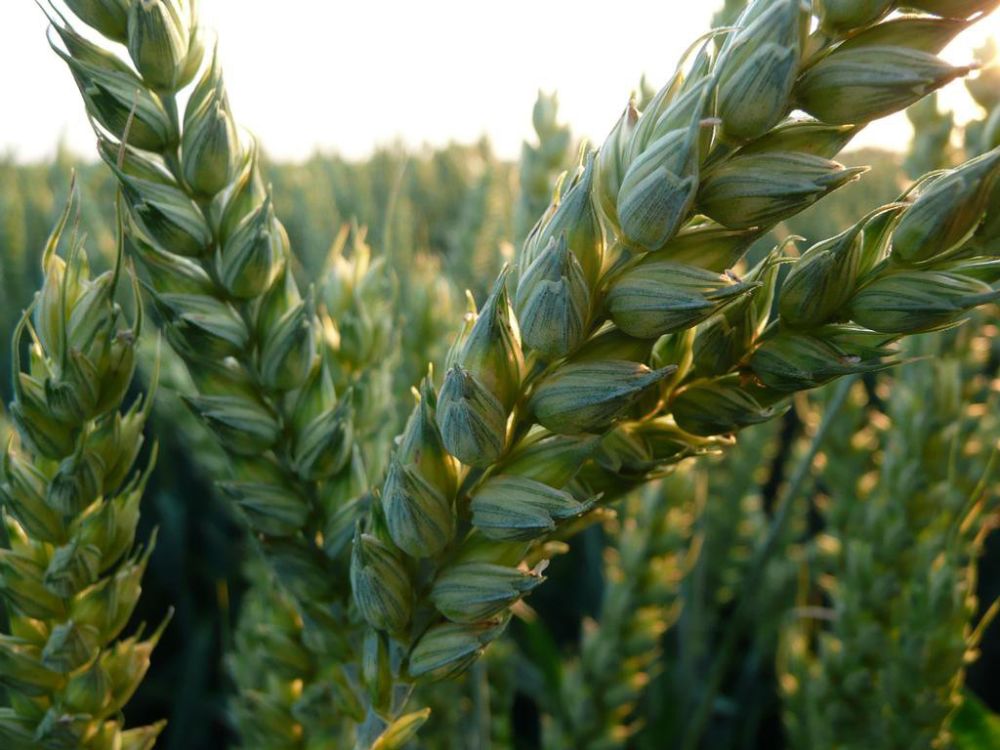 USDA підвищив прогнози світового виробництва та кінцевих запасів пшениці на 2025/26 МР