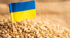 Україна змінила географію експорту пшениці на старті 2025/26 МР