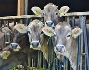 У вересні закупівельні ціни на молоко стабілізувалися