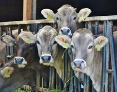 У вересні закупівельні ціни на молоко стабілізувалися