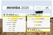 Українські аграрії зібрали понад 31,5 млн т зернових і зернобобових
