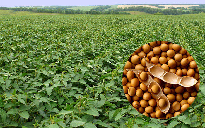 У ЄС почались перебої з постачанням сої через невизначеність із EUDR У ЄС почались перебої з постачанням сої через невизначеність із EUDR