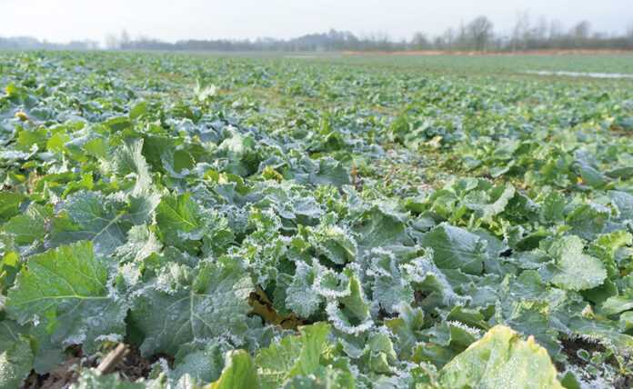 В Україні створять цифрову систему контролю експорту сої та ріпаку