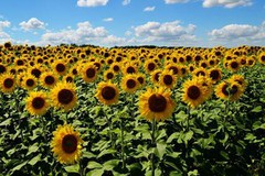 Закупівельні ціни на соняшник в Україні знизилися на тлі падіння цін на олію