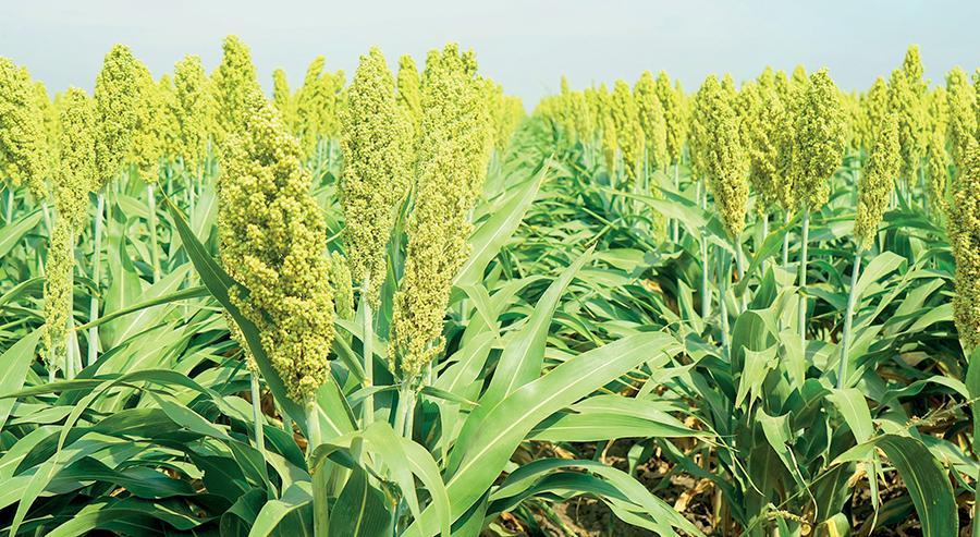 Австралія підсумовує експорт ячменю та сорго за 2024/25 МР Австралія підсумовує експорт ячменю та сорго за 2024/25 МР