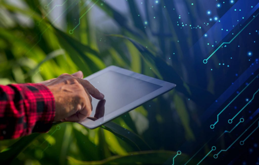 Світовий ринок пшениці у 2025/26 МР досягне рекордних показників — IGS