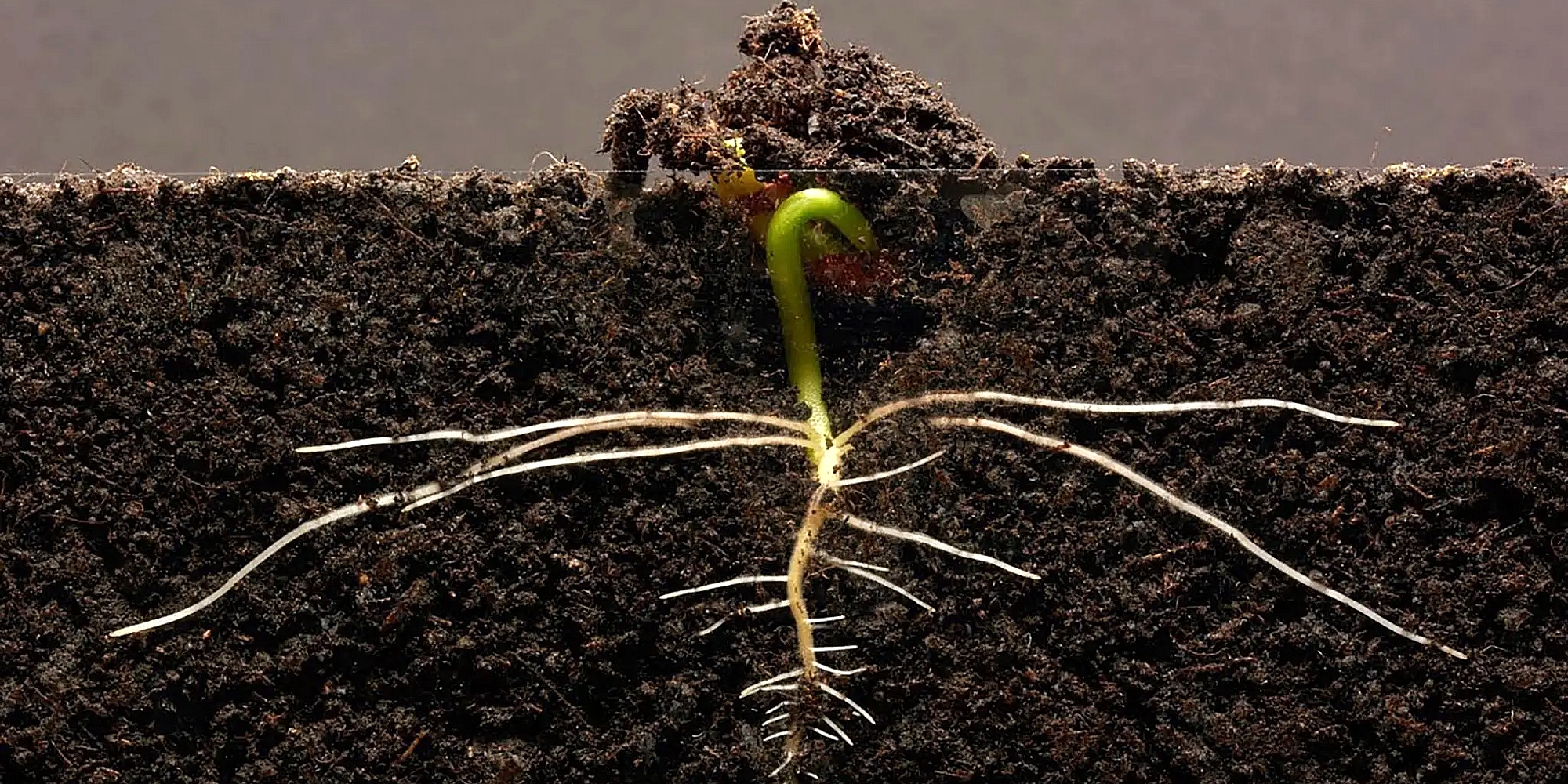 Посівна 2025: щотижнева статистика, дані до 25 листопада 2025 року