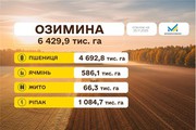 Українські аграрії завершують посівну озимих культур