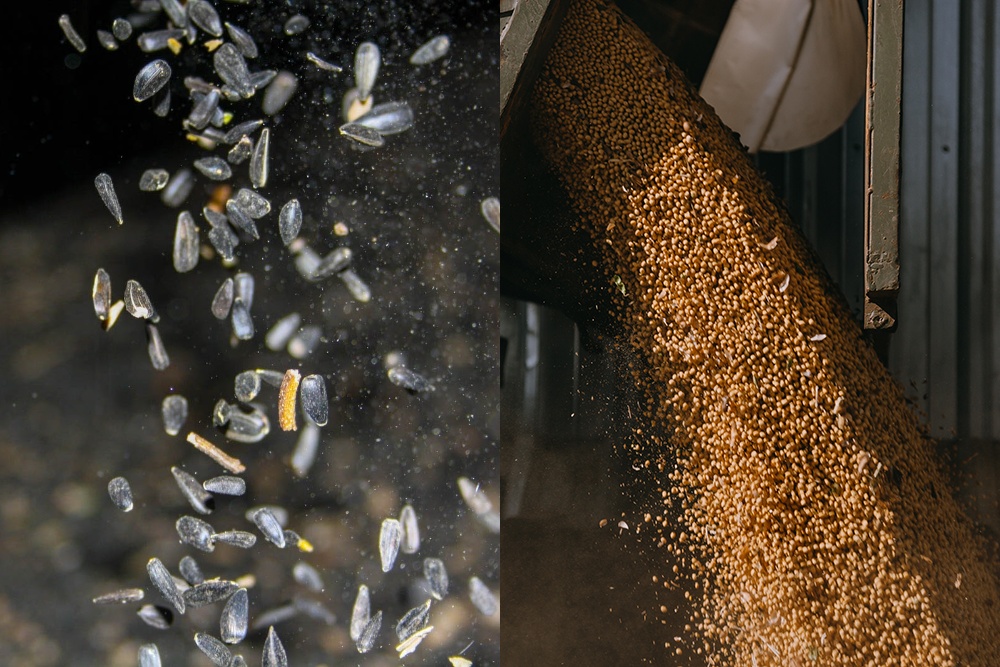 Аргентина у 2025/26 МР збільшить виробництво соняшника, але скоротить виробництво сої Аргентина у 2025/26 МР збільшить виробництво соняшника, але скоротить виробництво сої