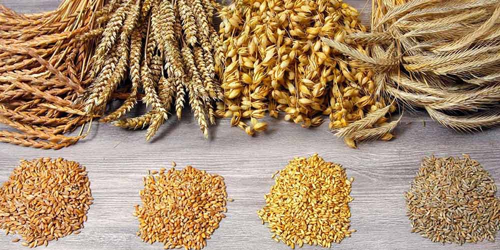 Україна завершує жнива 2025: результати за 2025 рік та прогнози на 2026