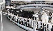 «Астарта» встановлює нові доїльні зали на молочних фермах