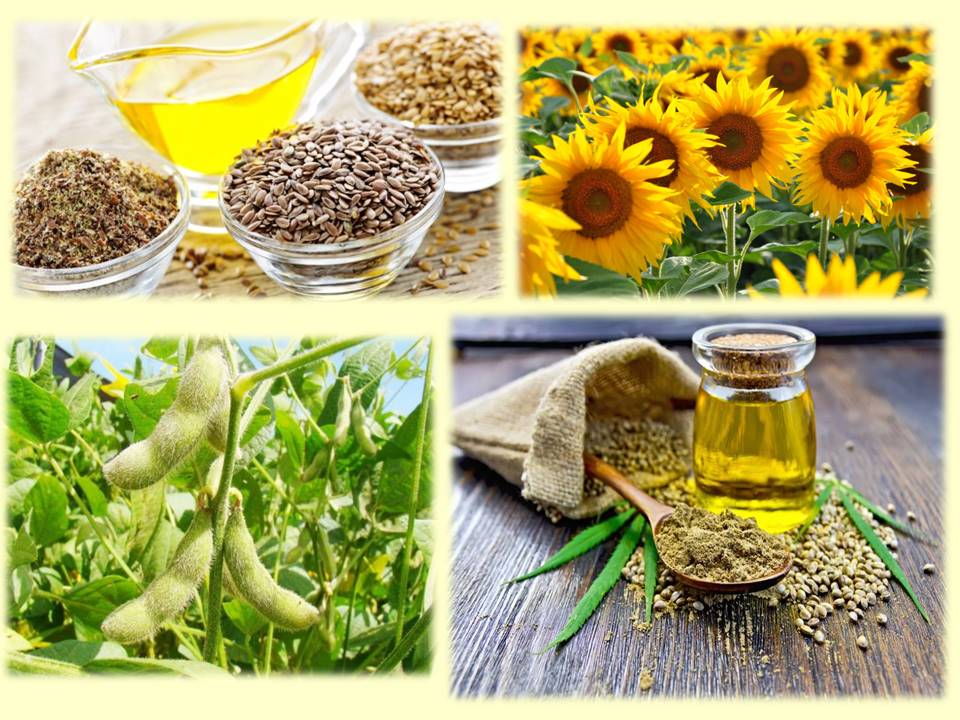 Євросоюз у липні – вересні скоротив переробку олійних культур