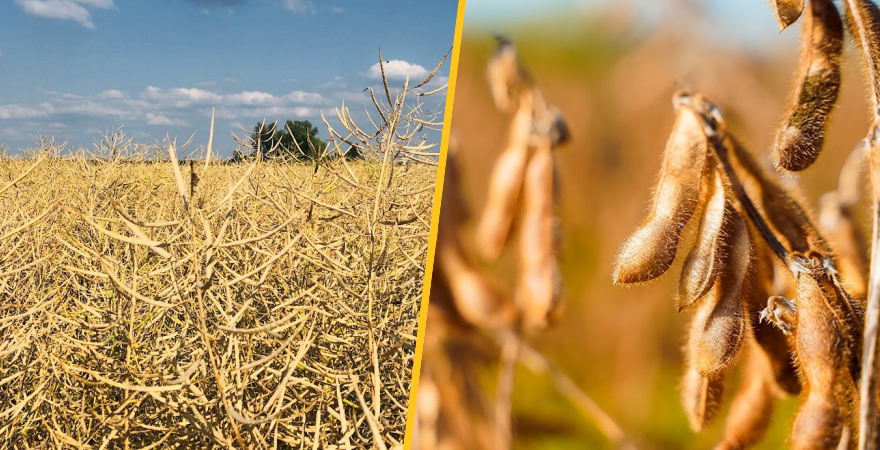 USDA підвищив прогноз світового виробництва ріпаку, що компенсує зниження виробництва соняшника та підвищить прогноз світового виробництва олійних культур USDA підвищив прогноз світового виробництва ріпаку, що компенсує зниження виробництва соняшника та підвищить прогноз світового виробництва олійних культур