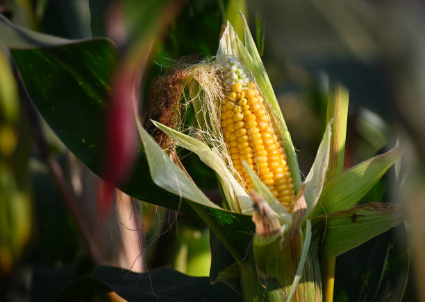 USDA знизив прогноз врожаю кукурудзи в Україні на 3 млн т, що трохи погіршило світовий баланс USDA знизив прогноз врожаю кукурудзи в Україні на 3 млн т, що трохи погіршило світовий баланс