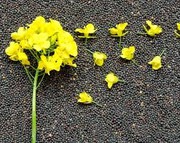 Котирування на ріпак близькі до річного мінімуму