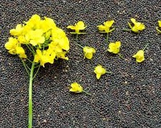 Котирування на ріпак близькі до річного мінімуму