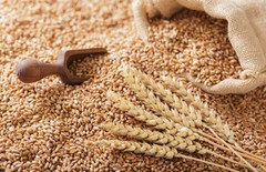 Ціни на пшеницю в Україні залишаються стабільними: що впливає на ринок зерна