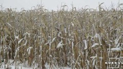 Сніг іде, комбайни молотять: аграрії завершують збір кукурудзи, сої та соняшника