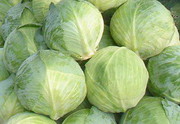 В Україні дорожчає білокачанна капуста В Україні дорожчає білокачанна капуста