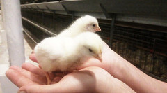 Світовий ринок птахівництва зростатиме у 2026 році