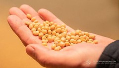 У 2026 році в Україні зменшать соєво-ріпакове експортне мито