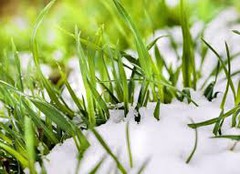 Зима випробовує поля: стан озимих в Україні