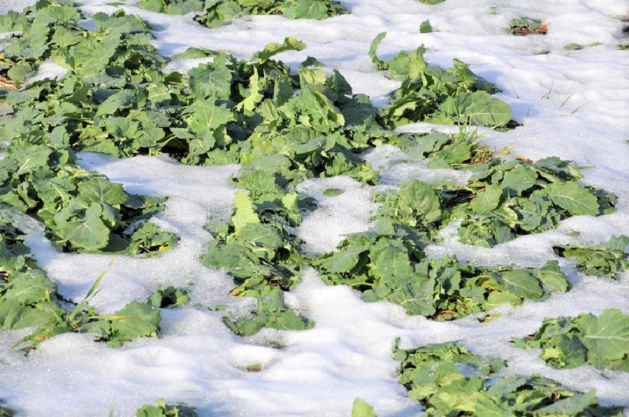 Мороз не досягнув точки вимерзання озимих – Гідрометцентр