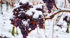 Морози на Одещині можуть знищити частину врожаю винограду