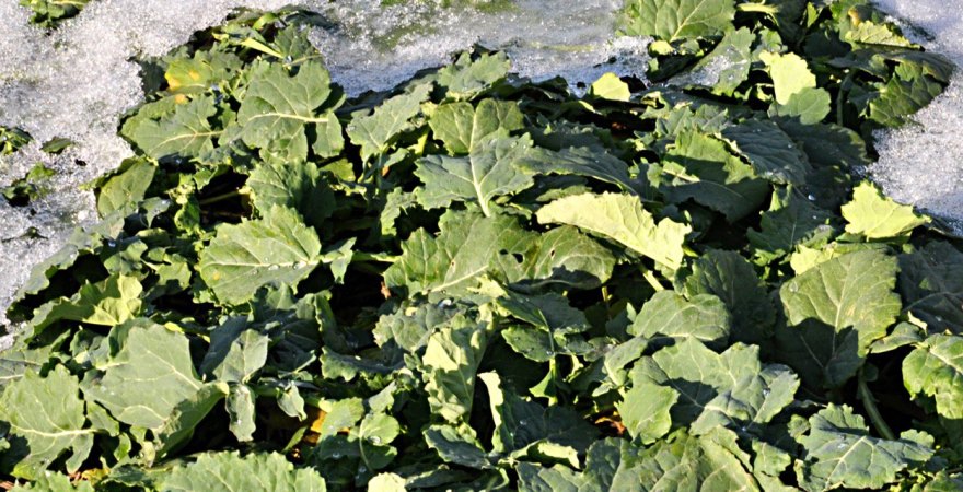 Виробництво ріпаку в Австралії вище прогнозованого ABARES на 5,8%