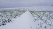 Сніг як стратегічний ресурс: що означає повернення зими для українського агросектору