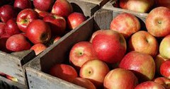 Ринок яблук: обмежена пропозиція підтримує високі ціни