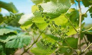 Площі під виноградниками в Україні скоротились до 15 тис. га