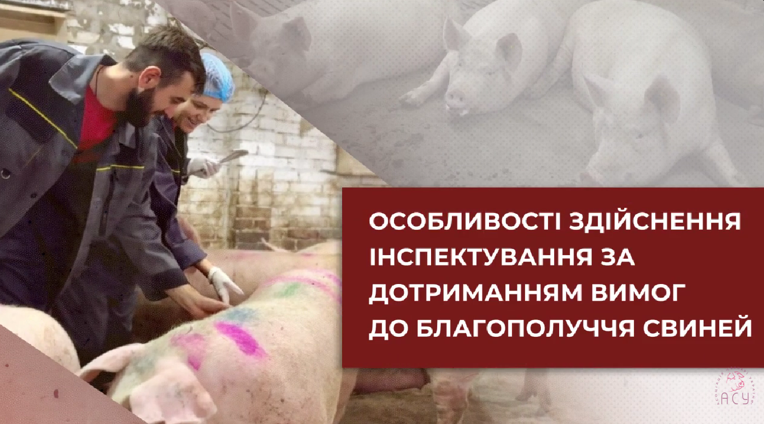 В Україні стартує курс з благополуччя свиней: практичні стандарти, інспектування та підготовка до аудитів В Україні стартує курс з благополуччя свиней: практичні стандарти, інспектування та підготовка до аудитів