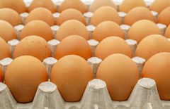 Понад 2 млрд штук: за минулий рік Україна збільшила експорт яєць на 65%